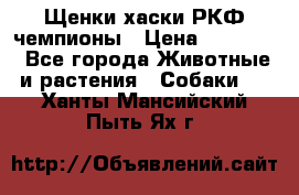 Щенки хаски РКФ чемпионы › Цена ­ 90 000 - Все города Животные и растения » Собаки   . Ханты-Мансийский,Пыть-Ях г.